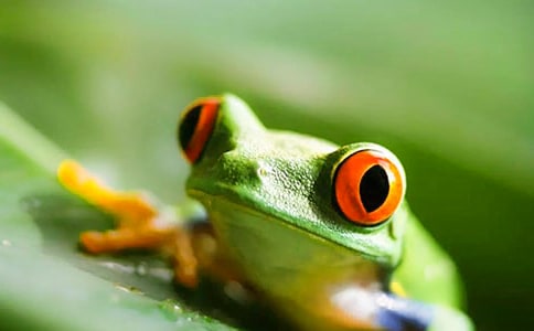 精選三年級青蛙的作文錦集6篇