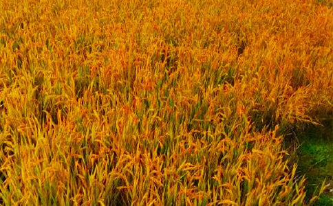 秋收的信息簡(jiǎn)報(bào)15篇【合集】