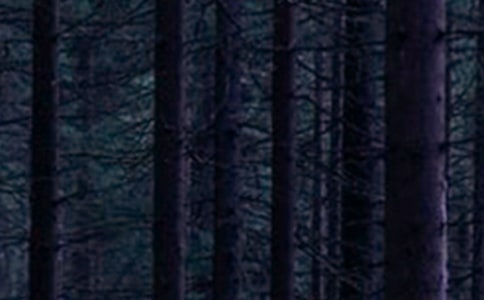 ���M��ɭ�����ģ��]��