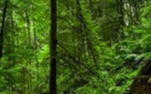 韶關國家森林公園