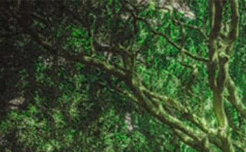 ��ľ��ɭ�֡��������