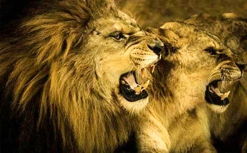 獅子座和天蝎座配對指數情況