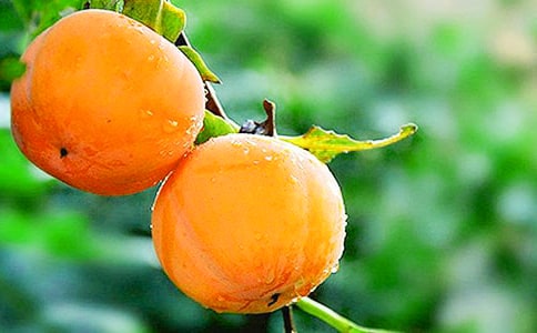 關于柿子的作文