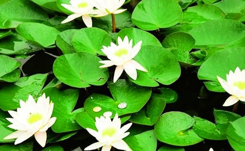 �а�ƌW˯ɏ���_�̰�