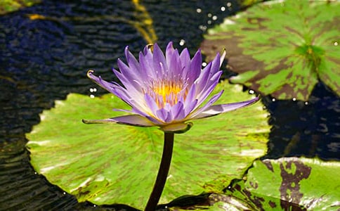 睡蓮的作文【實用】