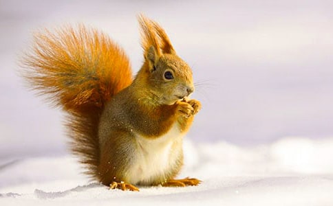 С��������(����)