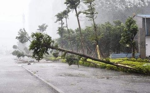 (精選)臺(tái)風(fēng)過(guò)后作文