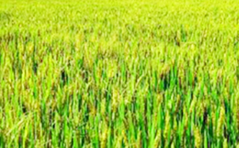 ��(sh��)�õ��茑��Ұ��������ƪ