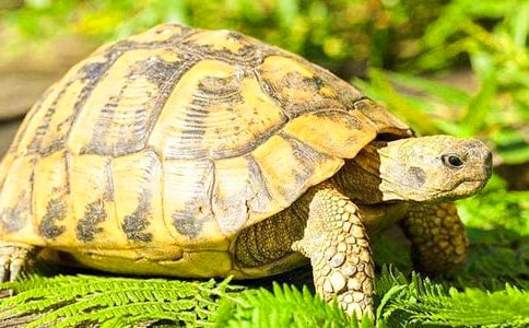 【推薦】我家的小烏龜作文