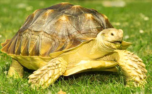 關于烏龜的作文【范例15篇】