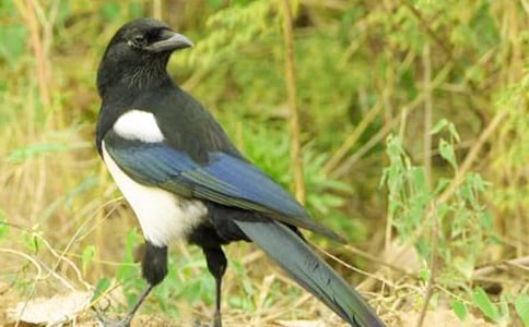 有關含喜鵲的歇后語60句