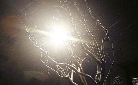 下雪了作文(精選)