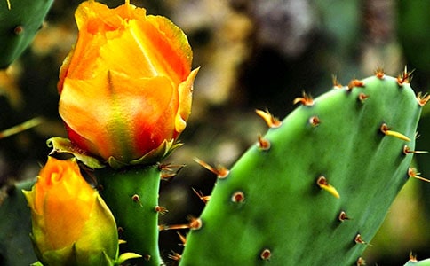 (必備)仙人掌作文15篇