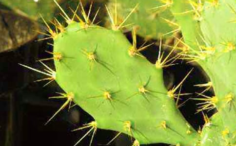 我的仙人掌作文