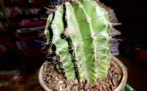 �����Ƶ��������ąR����15ƪ��