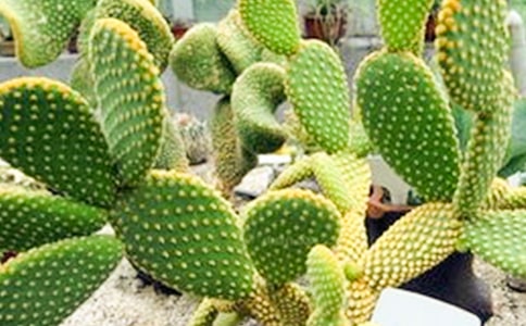 我喜歡的仙人掌作文14篇【熱】