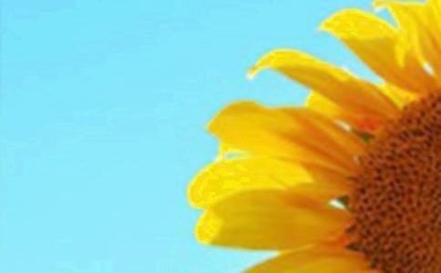 像向日葵一樣生活的作文通用