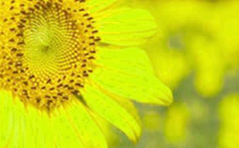 (精選)向日葵作文