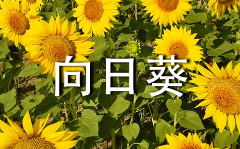 向日葵作文(精選)