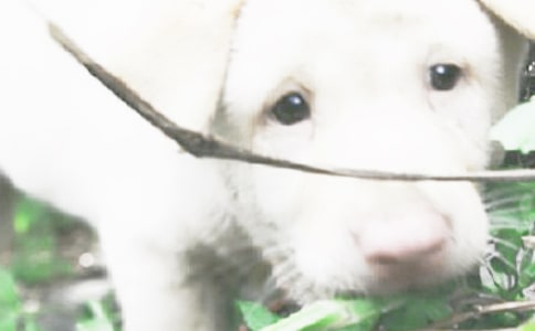 我和小狗作文15篇