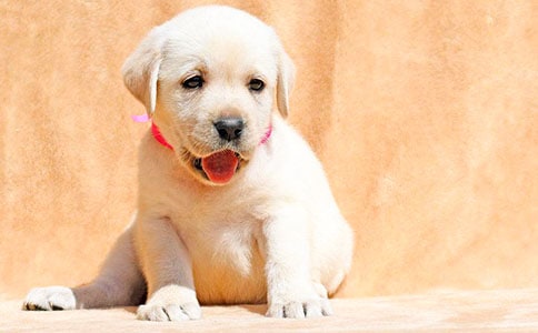 С����������