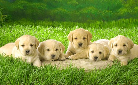 �ɐ۵�С�����ġ����x��