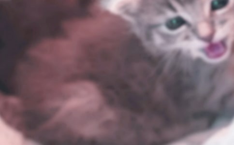 可愛的小貓的優(yōu)秀作文