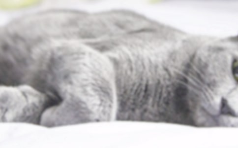 ��ֻС؈����