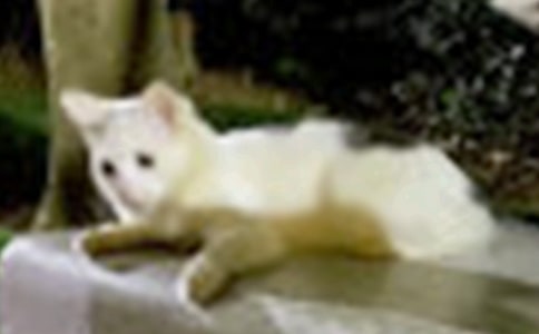 兩只小貓作文450字