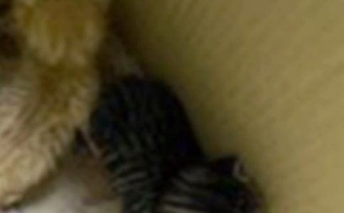 �ɐ۵�С؈���ġ����]��