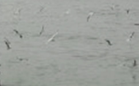 [��(sh��)��]���o(h��)С�B���D��Ԓ15ƪ