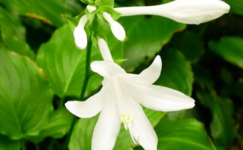 夜來(lái)香作文精華14篇