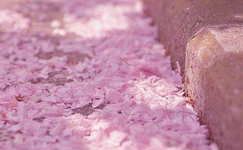 上海櫻花節賞櫻攻略