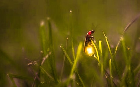 螢火蟲(chóng)作文【精選】