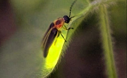 螢火蟲(chóng)作文