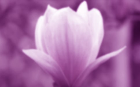 描寫玉蘭花的優美句子110句