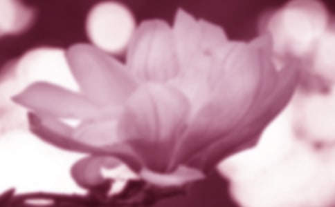 贊美玉蘭花的詩(shī)句