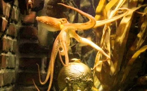 �{�����~�ĺ���