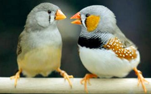 《珍珠鳥》反思