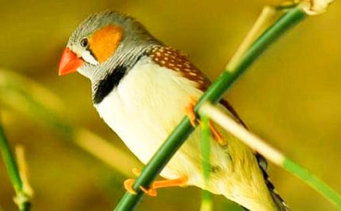 《珍珠鳥》(課題研究案例)