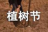 關于植樹節的優美句子