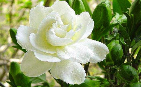 梔子花香作文11篇【實用】