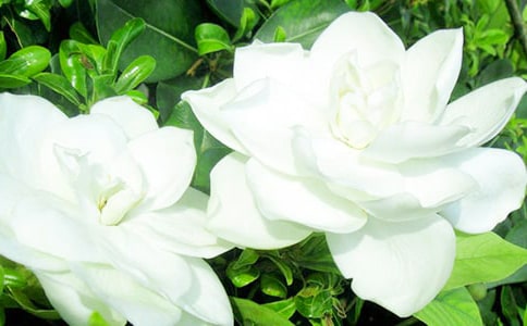 �d�ӻ�������ƪ