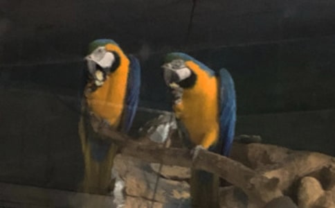 可愛的小鸚鵡作文