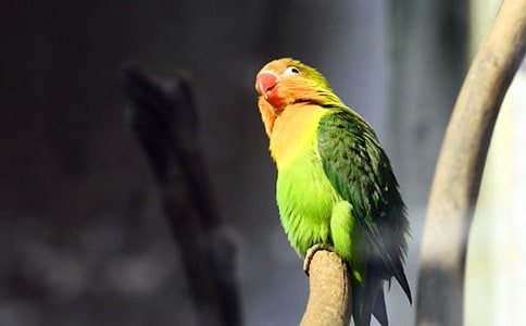 �ɐ۵�С�W�^���ĺϼ�(15ƪ)