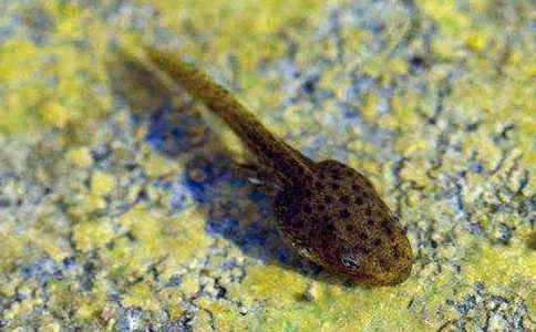 小蝌蚪作文優(yōu)秀【12篇】