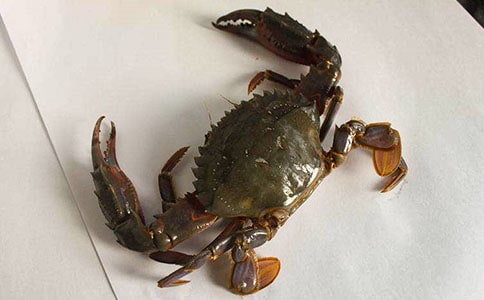 捉螃蟹作文【集合】