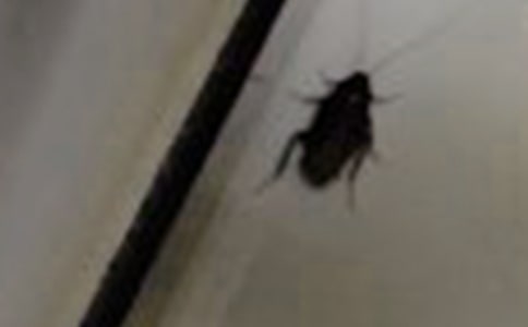 一只蟑螂的自述作文