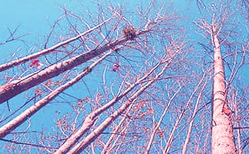 關(guān)于白楊作文