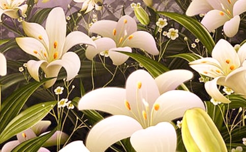 林清玄心田上的百合花閱讀答案(2)